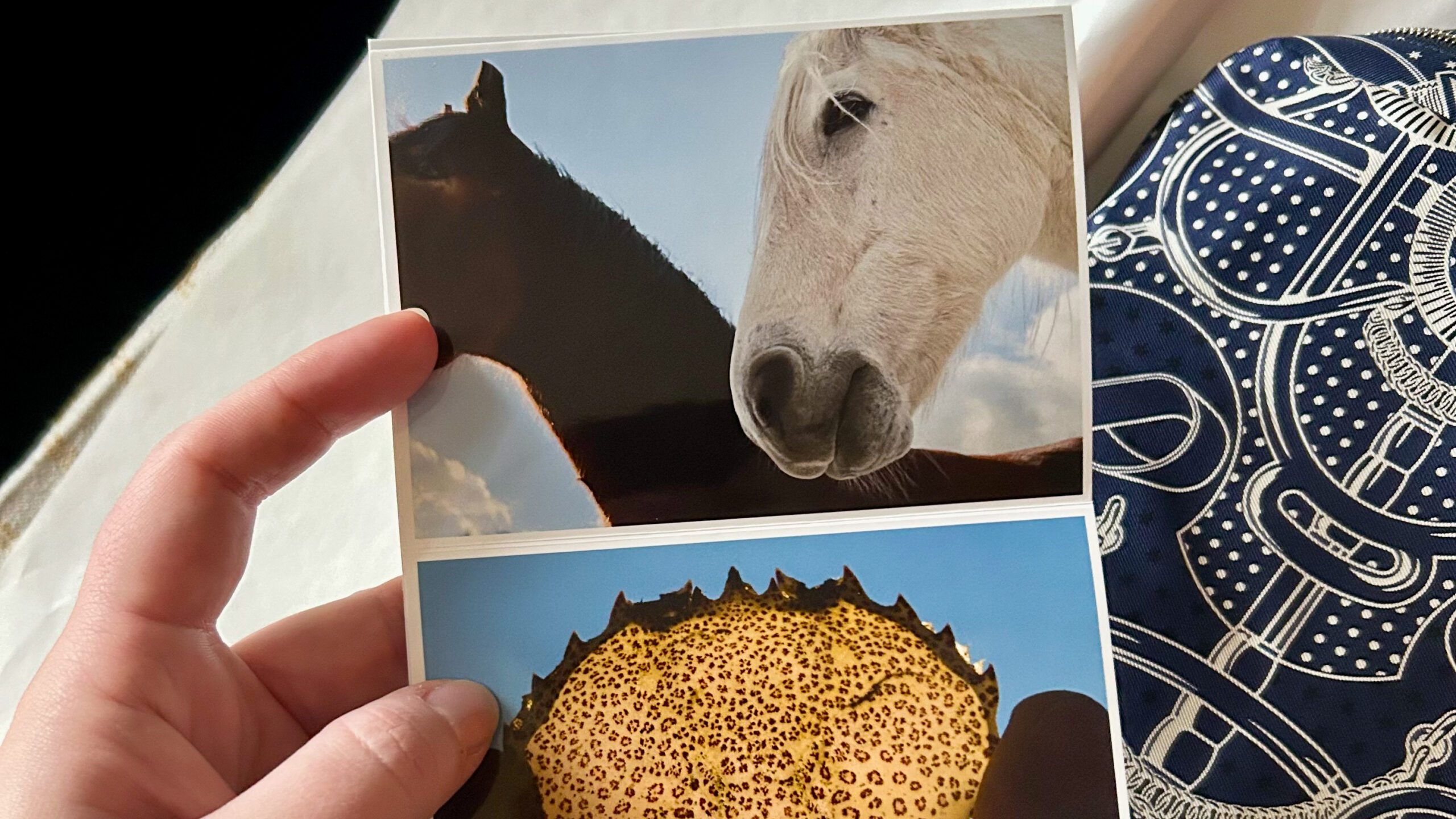 Hestens år