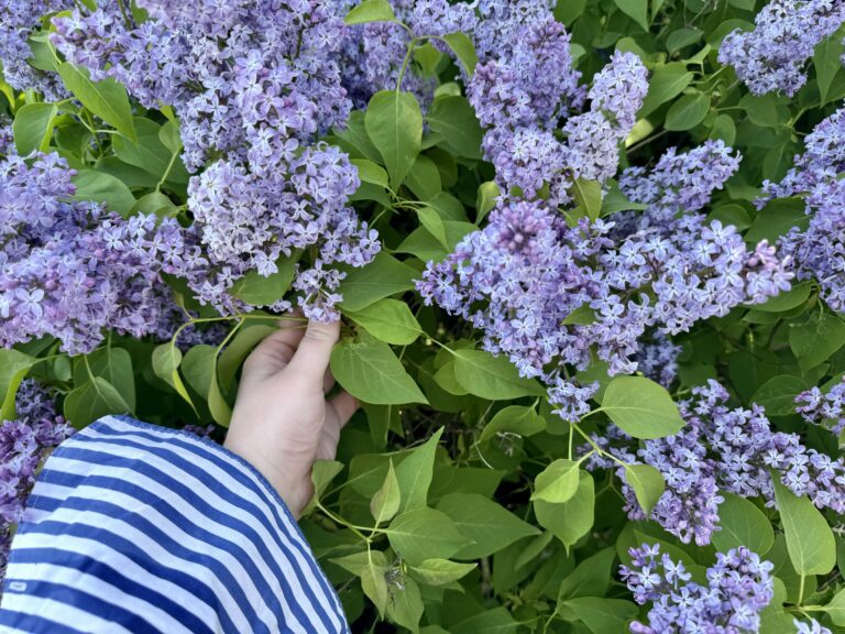 Syriner i Oslo i mai