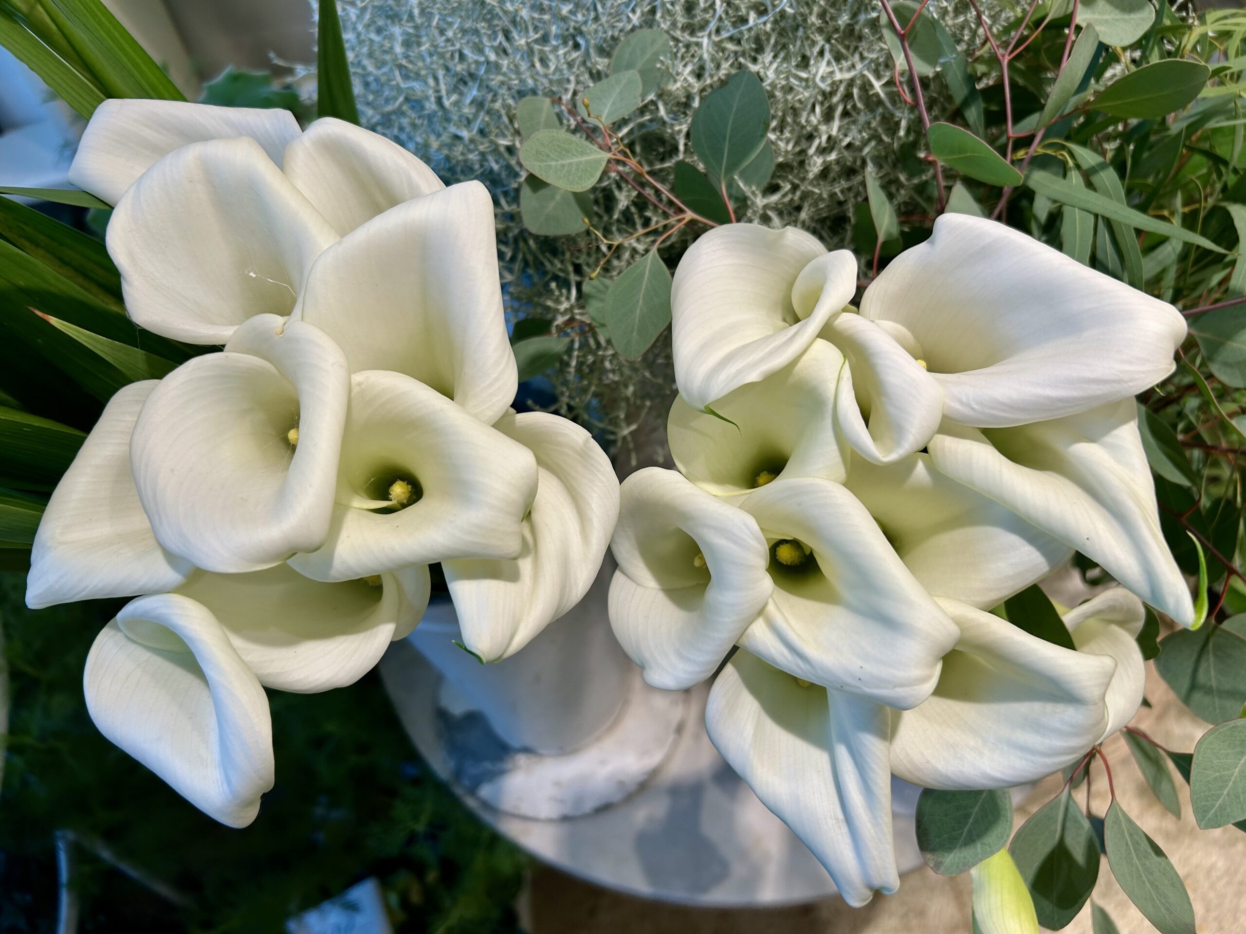 Hvite Calla-liljer omgitt av grønne blader. Høstens blomster